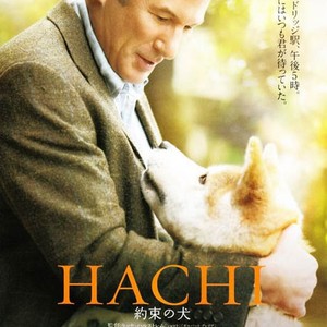 Hachi a dog